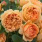 Carolyn Knight®