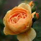 Carolyn Knight®