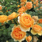 Carolyn Knight®