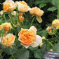 Carolyn Knight®