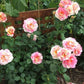 Claude Monet®