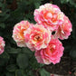 Claude Monet®