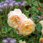 Crocus