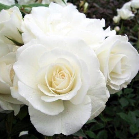 Elvis ® | Rosa Híbrida de Té | Esquejes de rosales de jardín – Famous ...