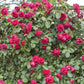 Eric Tabarly (Rosso Eden Rose)®