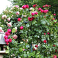 Eric Tabarly (Rosso Eden Rose)®
