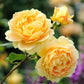 Golden Celebration®