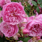 Harlow Carr