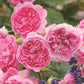 Harlow Carr