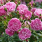 Harlow Carr