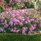 Harlow Carr