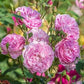 Harlow Carr