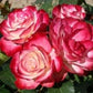 Jubilee of the Prince of Monaco