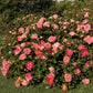 Peach Drift