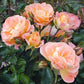 Peach Drift