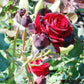 PERLE NOIRE®