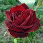 PERLE NOIRE®
