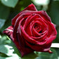 PERLE NOIRE®