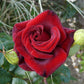 PERLE NOIRE®