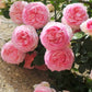 Eden Rose (Pierre de Ronsard)