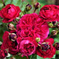 Red Leonardo da Vinci