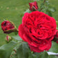 Red Leonardo da Vinci