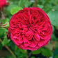 Red Leonardo da Vinci