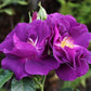 Rhapsody in Blue