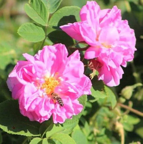 Rosa Damascena Trigintipetala ®