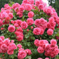 Rosarium Uetersen