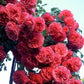 Rosarium Uetersen