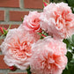 Rose of Tolbiac