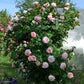Rose of Tolbiac