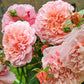 Rose of Tolbiac