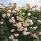 Rose of Tolbiac