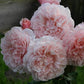 Rose of Tolbiac