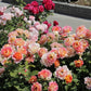 Rose des Cisterciens