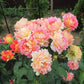 Rose des Cisterciens