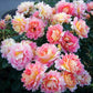 Rose des Cisterciens