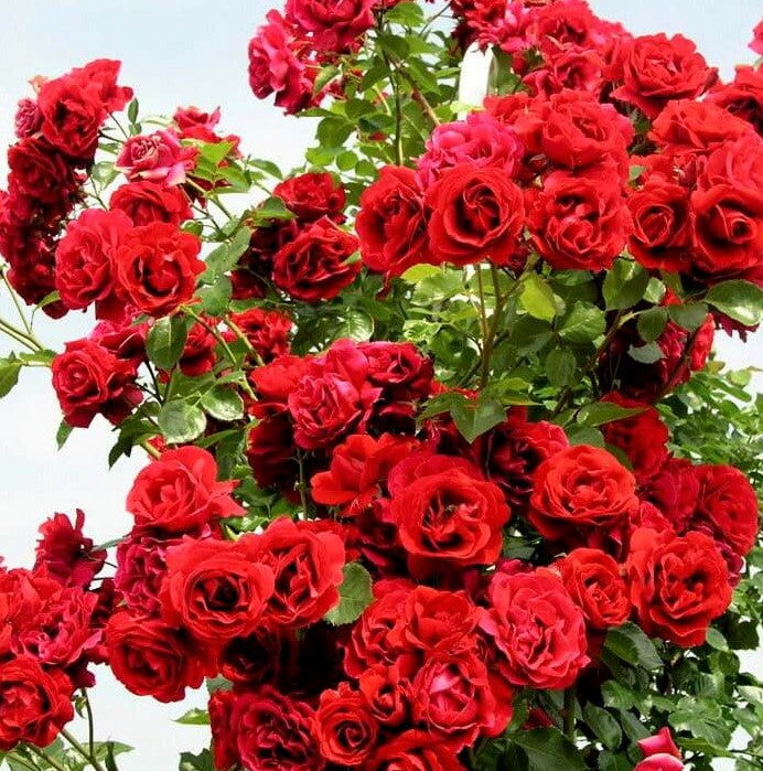 Rosanes Roses Rosales Famosos Para el Jardin - Rosales Intensamente Perfumados ...